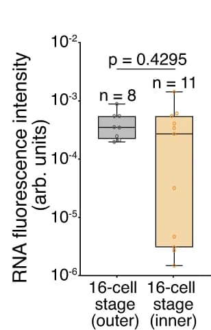 Open access visualization of Box Plot, Scatter Plot, RNA Fluorescence Intensity, Outer Cells, Inner Cells