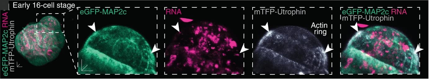 Open access visualization of Microscopy, RNA, Microtubule network, Actin ring