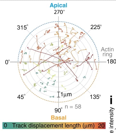 Open access visualization of Line Plot, RNA transport, Apical region, Basal region, Blastomeres