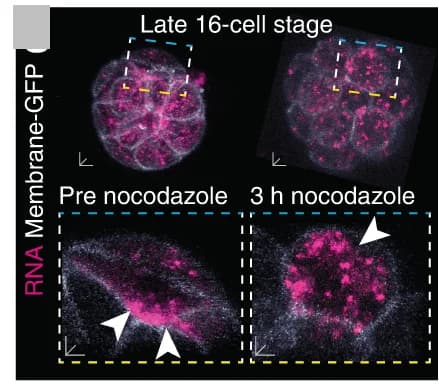 Open access visualization of Microscopy, Microtubules, Nocodazole, 16-cell stage, Embryos