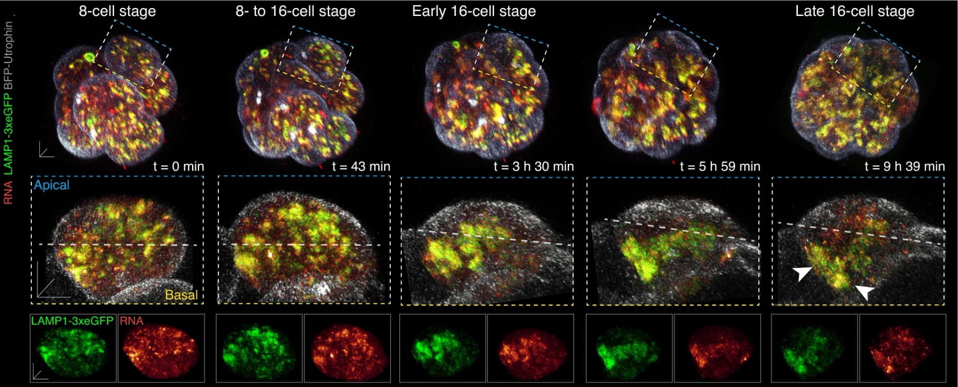 Open access visualization of Microscopy, Embryo, RNA, LAMP1-3xeGFP, BFP-Utrophin
