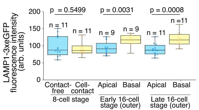 Open access visualization of Box Plot, Scatter Plot, LAMP1-3xeGFP, Fluorescence, 8-cell stage