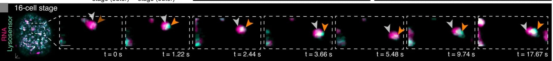 Open access visualization of Microscopy, RNA, LysoSensor, Vesicular structures, Time-series imaging