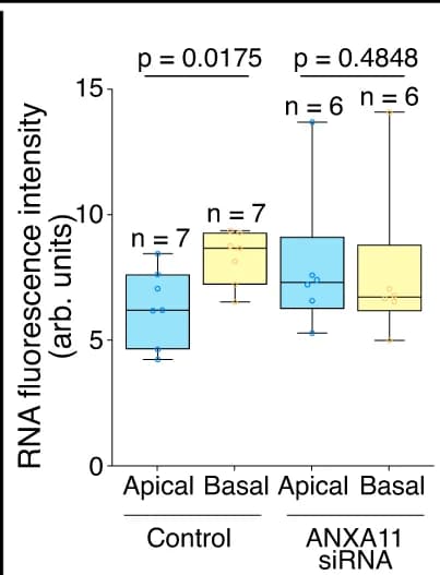Open access visualization of Box Plot, RNA, Apicobasal distribution, Control, Annexin A11