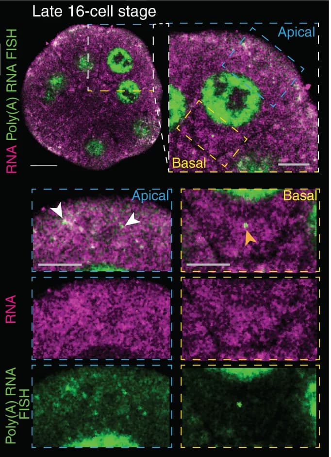 Open access visualization of Microscopy, Embryos, mRNA, RNA FISH