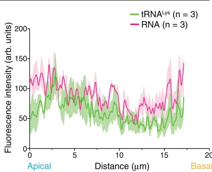 Open access visualization of Line Plot, Error Bars, tRNA, RNA FISH, Embryos