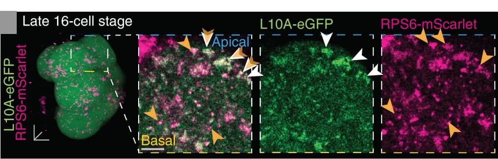Open access visualization of Microscopy, Ribosomal Subunit, RPS6-mScarlet, L10A-eGFP
