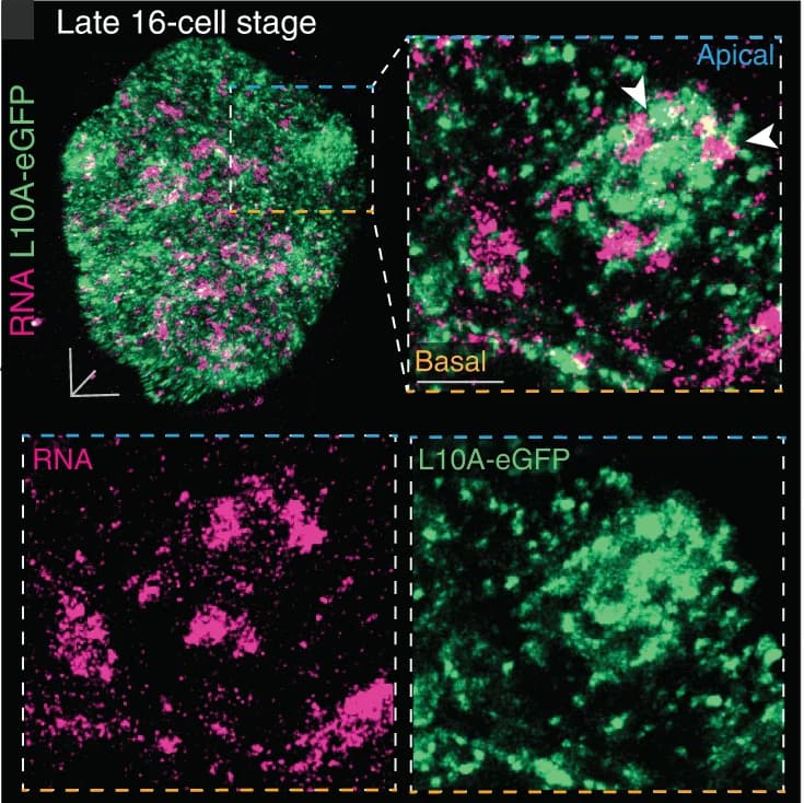 Open access visualization of Microscopy, Embryos, Ribosomal Subunit, L10A-eGFP