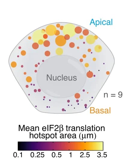 Open access visualization of Bubble Plot, Translation Hotspot, Apical Region, Basal Region