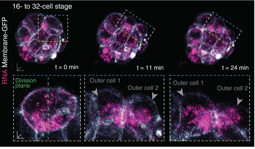 Open access visualization of Microscopy, Symmetric Cell Division, Embryo, RNA, Membrane-GFP