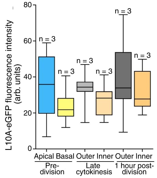 Open access visualization of Box Plot, Ribosomes, Cell Inheritance, Blastomeres