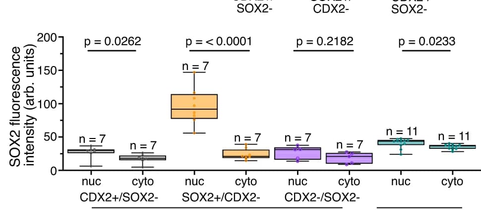 Open access visualization of Box Plot, Scatter Plot, Quantification, Nuclear, Cytoplasmic