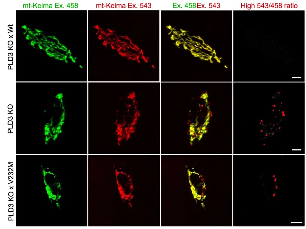 Open access visualization of Microscopy, Confocal Images, SH-SY5Y PLD3 Cell Models