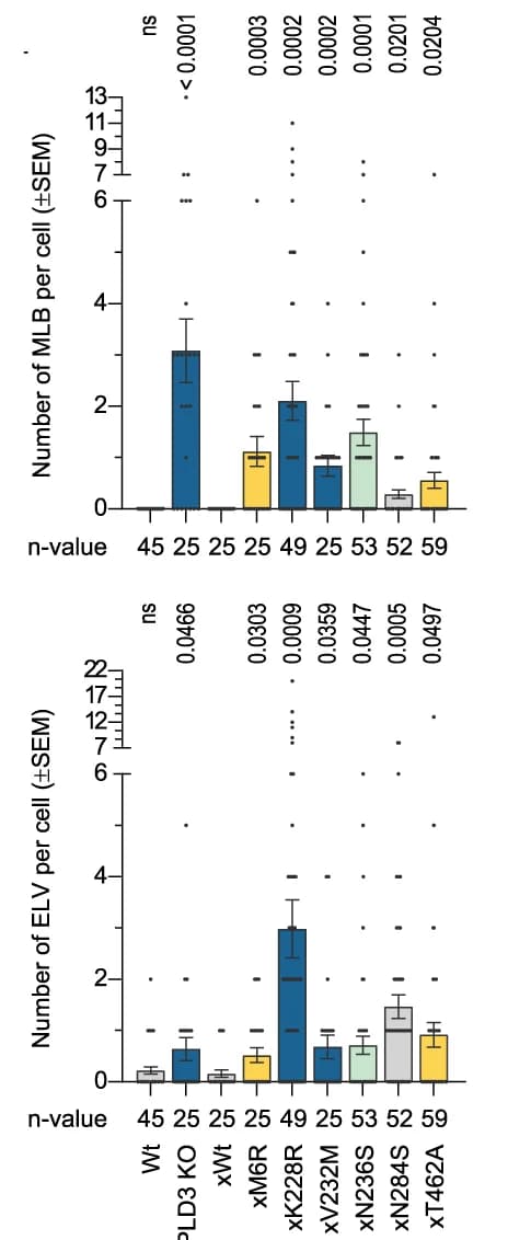 Open access visualization of Bar Plot, Error Bars, Scatter Plot, Quantification, Multilamellar Bodies
