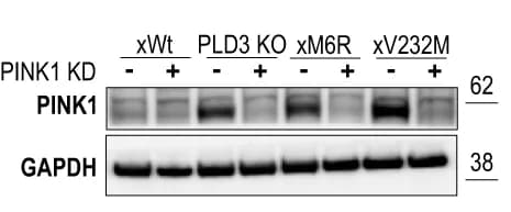 Open access visualization of Gel, Protein Levels, PINK1