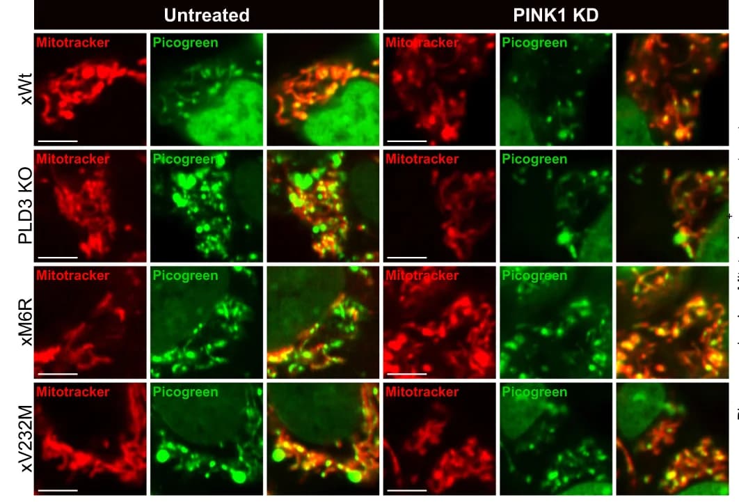 Open access visualization of Microscopy, Mitotracker, Mitochondria, Picogreen, ds/mtDNA