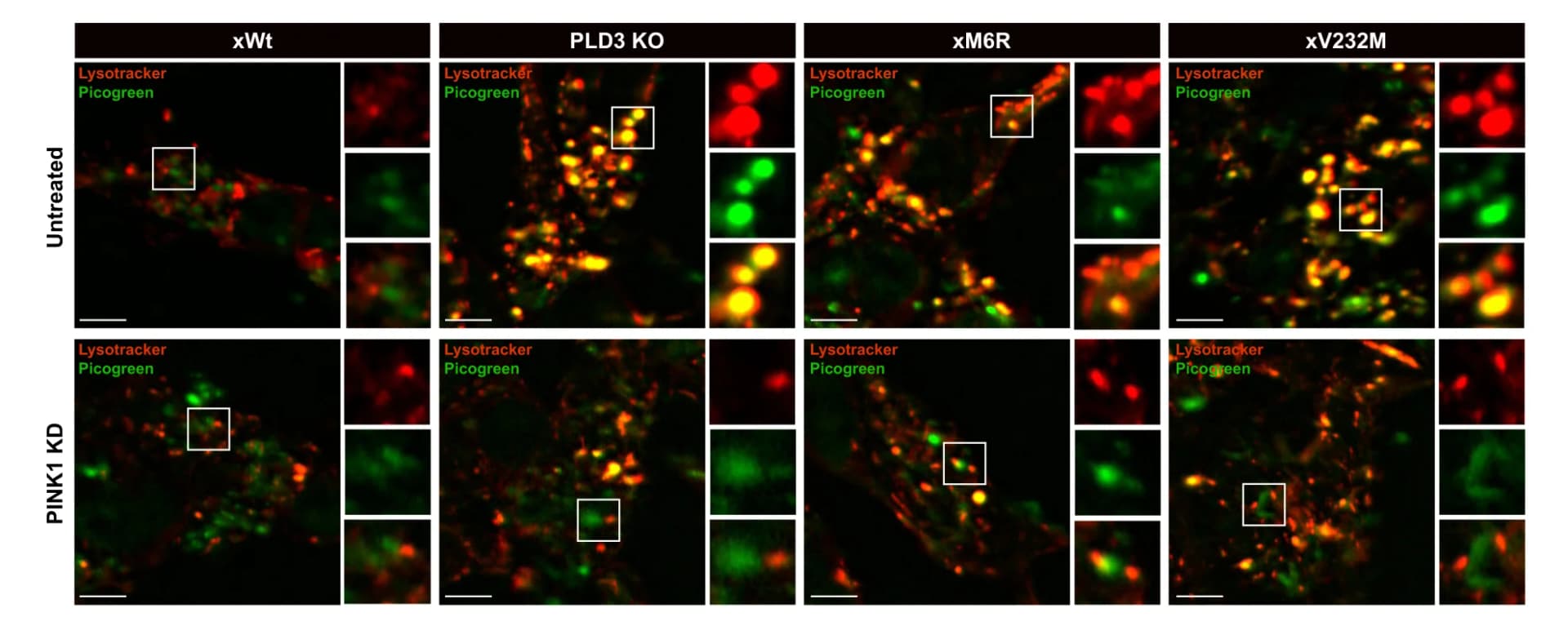 Open access visualization of Microscopy, Lysotracker, Acidic Compartment, Picogreen, ds/mtDNA