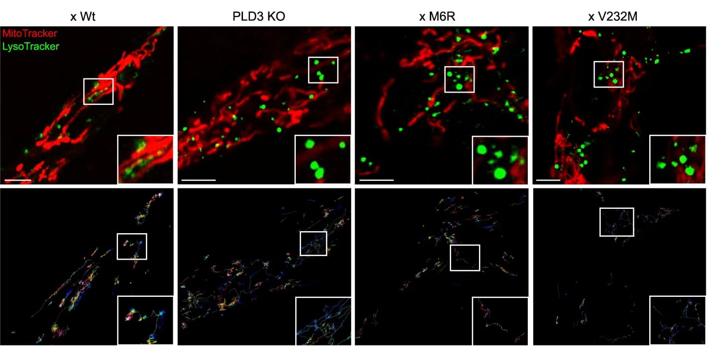 Open access visualization of Microscopy, LE-mitochondria, Co-localizations, Track dynamics, Images