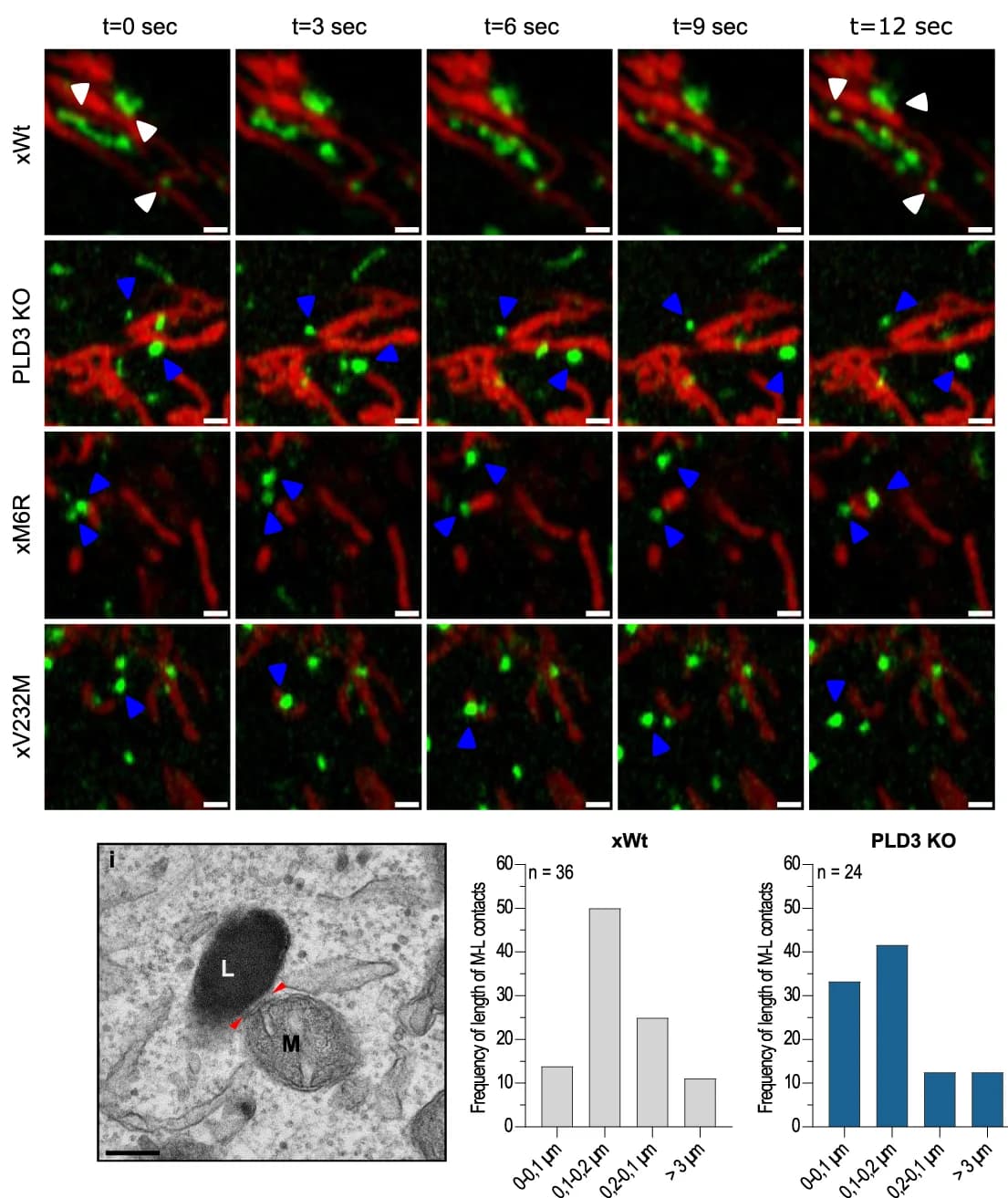 Open access visualization of Microscopy, Bar Plot, Lysosome-mitochondria, Contact tethering, Airyscan time-lapse images