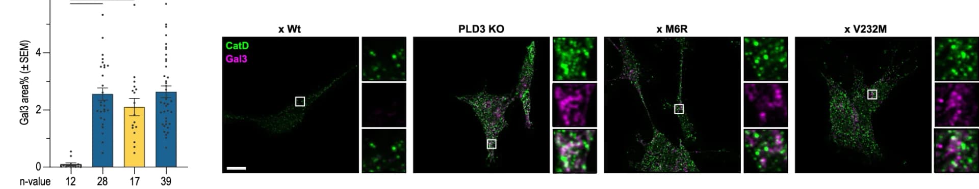 Open access visualization of Bar Plot, Error Bars, Microscopy, Gal3 levels, Confocal images