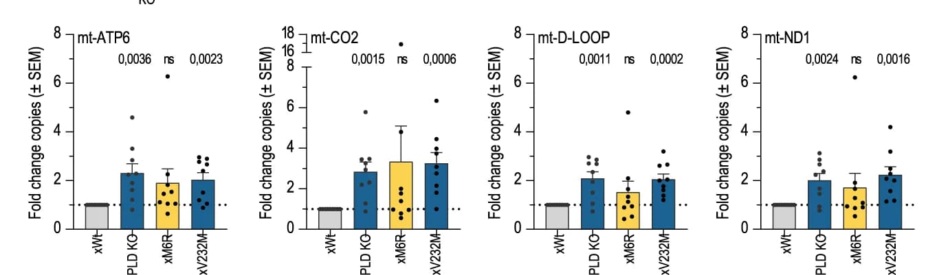 Open access visualization of Bar Plot, Error Bars, Scatter Plot, Quantitative PCR, Mitochondrial mtDNA genes