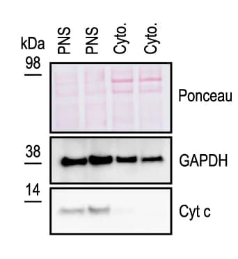 Open access visualization of Gel, Western blot, Source data