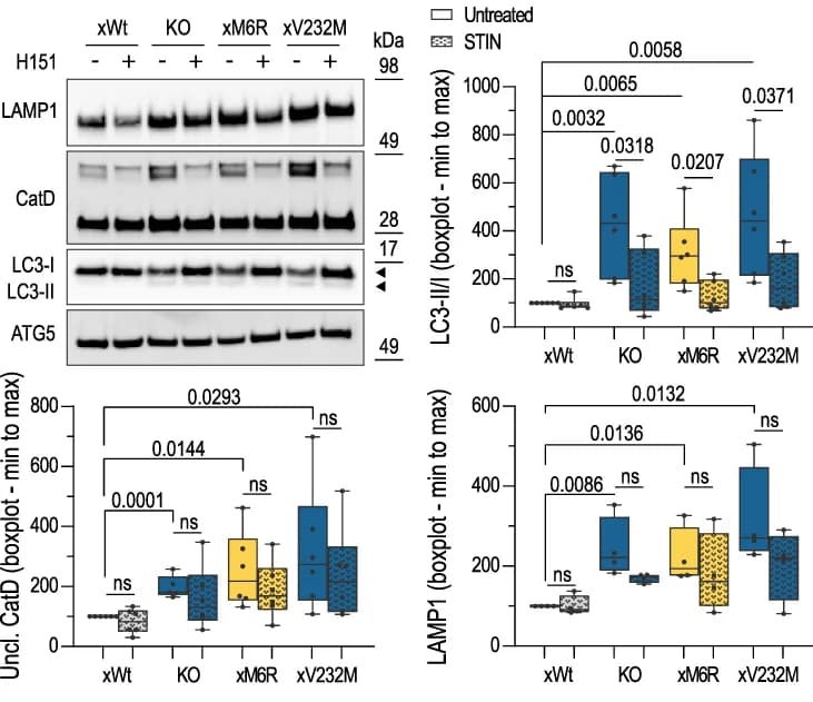 Open access visualization of Box Plot, Gel, Western Blot, STING Inhibition, Endolysosomal Pathology