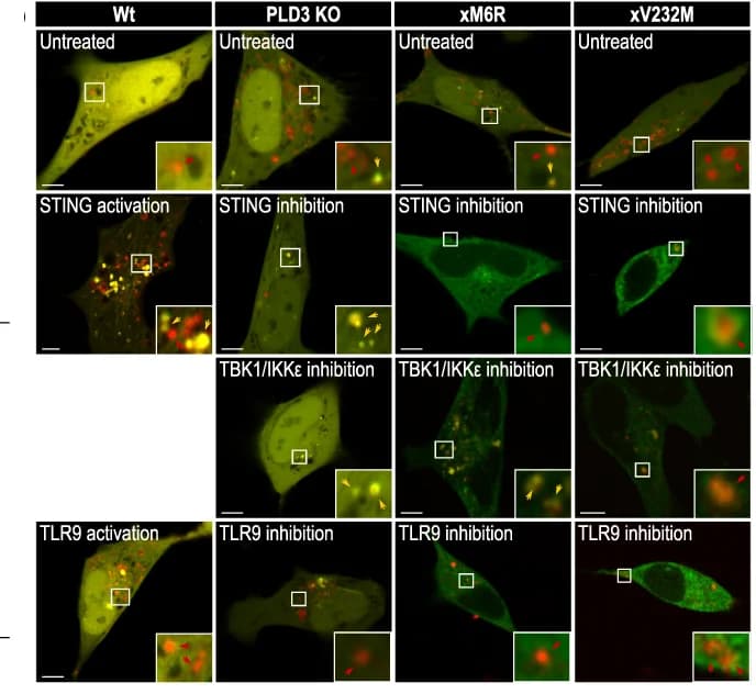 Open access visualization of Microscopy, Airyscan Images, Autophagosomes, Lysosomes, mCherry-GFP-LC3