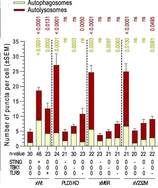 Open access visualization of Stacked Bar Plot, Error Bars, Quantification, Autophagosomes, Lysosomes