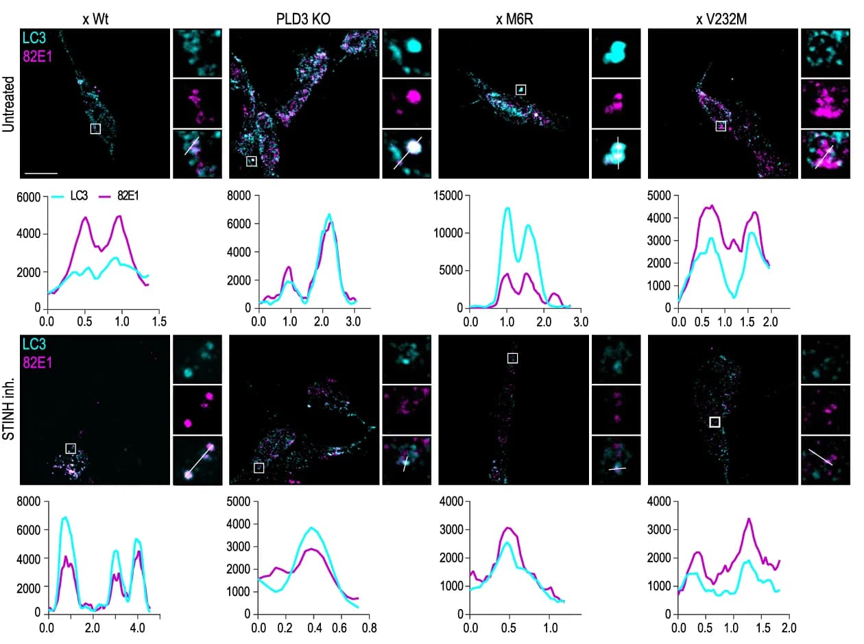 Open access visualization of Microscopy, Line Plot, PLD3, SH-SY5Y, LC3