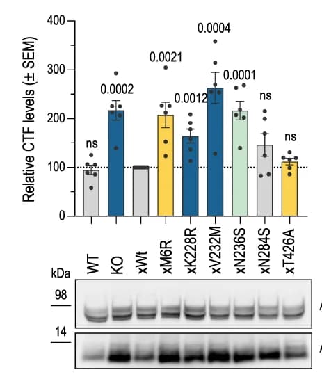 Open access visualization of Bar Plot, Error Bars, Gel, Western Blot, APP Fragment