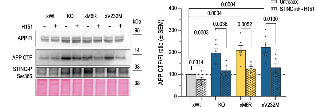 Open access visualization of Bar Plot, Error Bars, Gel, Western Blot, STING Inhibition