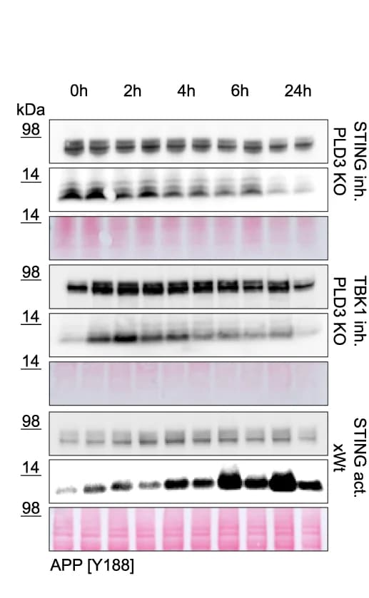 Open access visualization of Gel, STING Activation, APP-CTF, STING Inhibition, TBK1