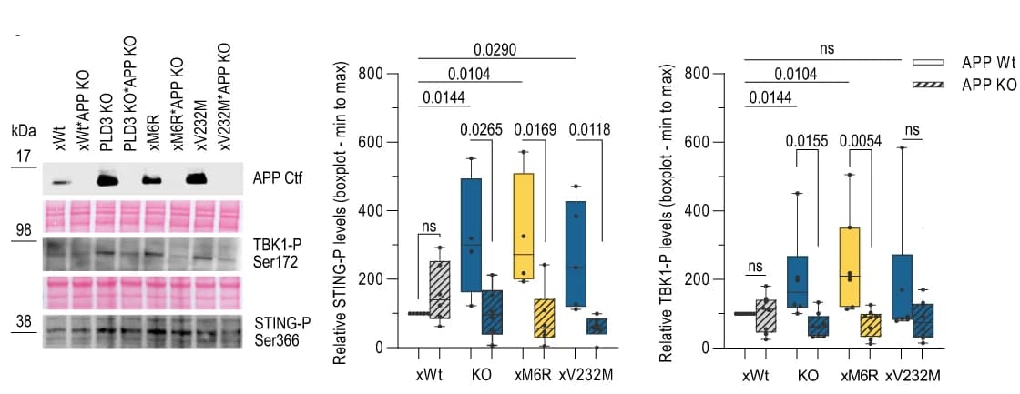 Open access visualization of Box Plot, Gel, APP Knockout, Western Blot, STING Activation