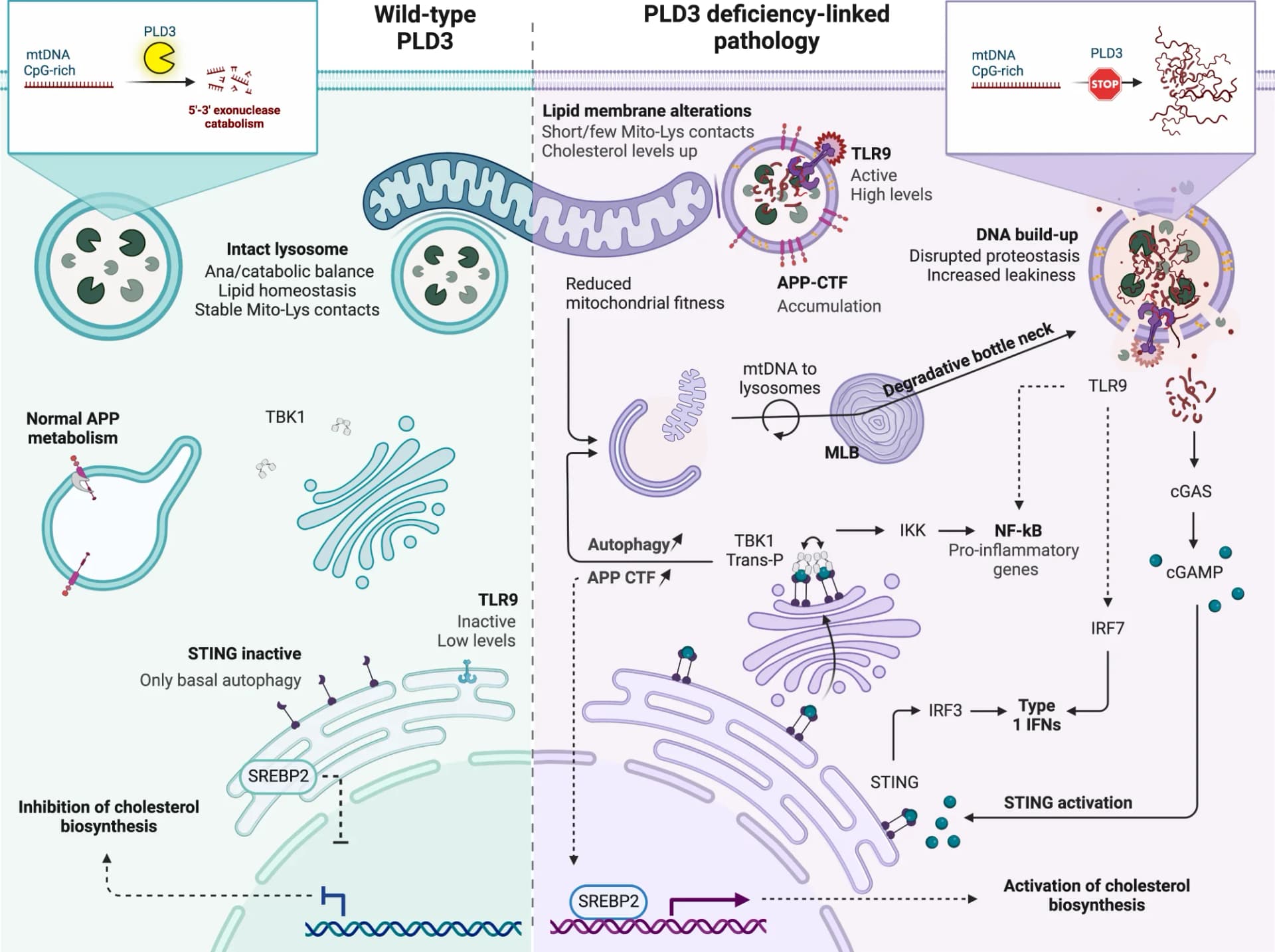 Open access visualization of Workflow, Illustration, PLD3, Exonuclease, SNPs
