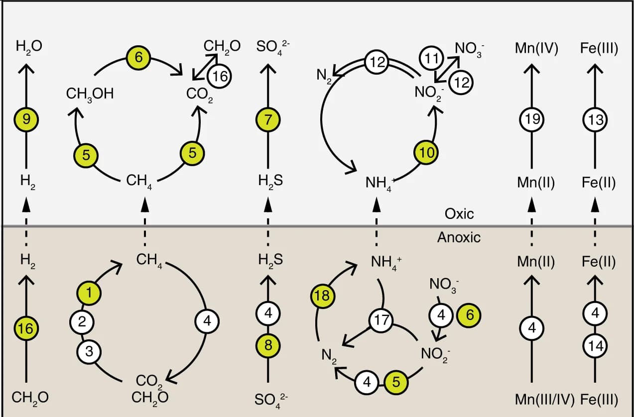 Open access visualization of Workflow, Flowchart, Illustration, Element Cycling, Microbial Genera