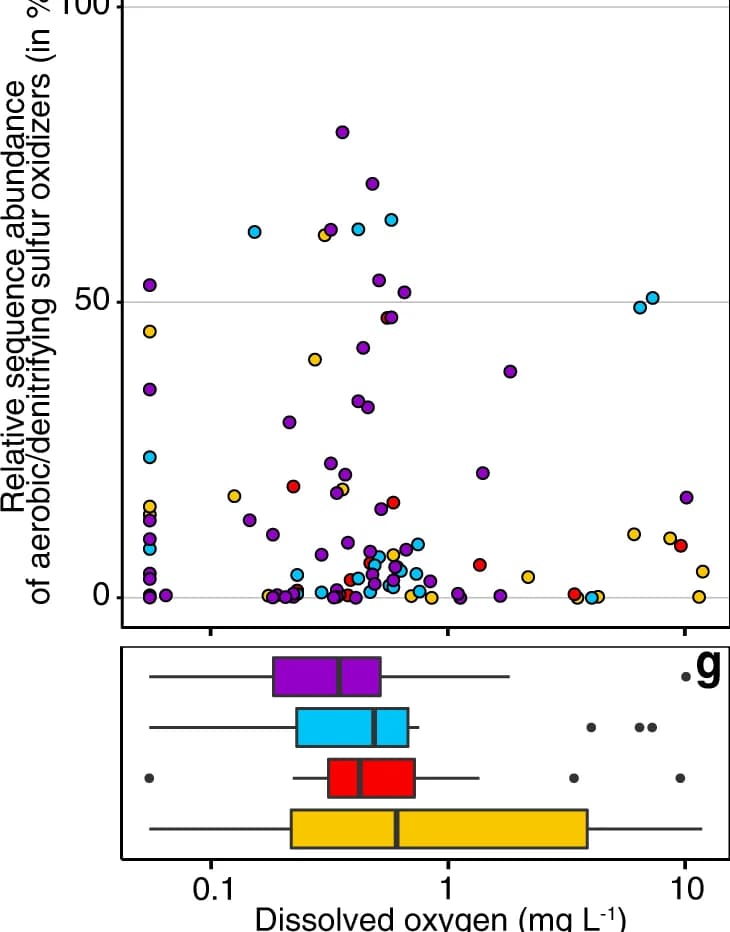 Open access visualization of Scatter Plot, Box Plot, Sulfuricurvum, Thiobacillus, Oxygen concentration