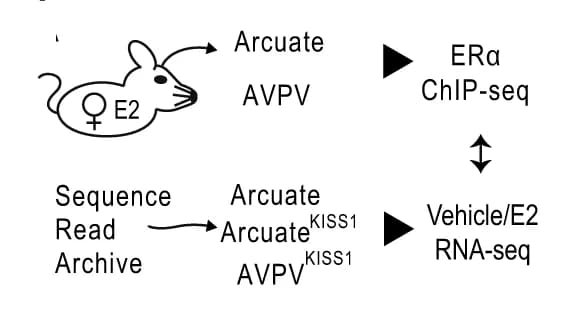 Open access visualization of Workflow, Flowchart, ChIP-seq, Transcriptomic data, ERalpha
