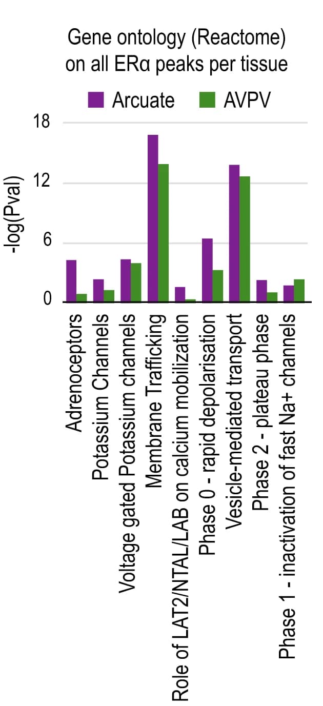 Open access visualization of Bar Plot, Clustered, GO-term enrichment, p-values, ERalpha peaks