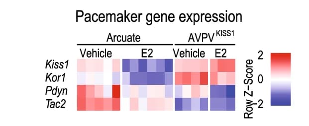 Open access visualization of Heatmap, Kiss1, Kor, Pdyn, Tac2