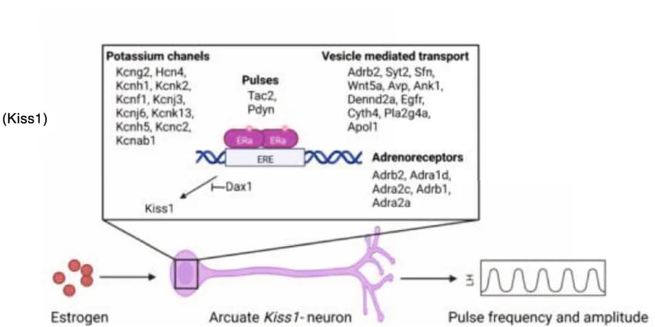 Open access visualization of Illustration, Workflow, ERα Function, Negative Feedback, Arcuate Kiss1 Neurons