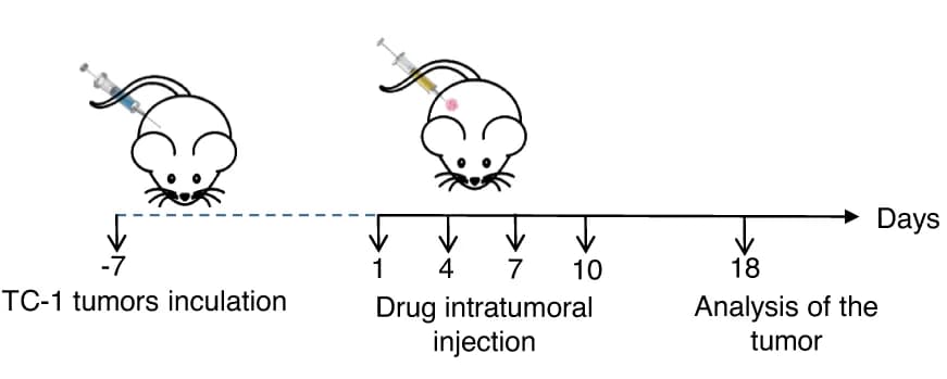 Open access visualization of Workflow, Illustration, Antitumor Activity, Immunology Assessment, Microbial Nanocomposite