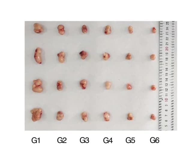 Open access visualization of Photo, Tumor Images, Treated Groups, Representative Tumors