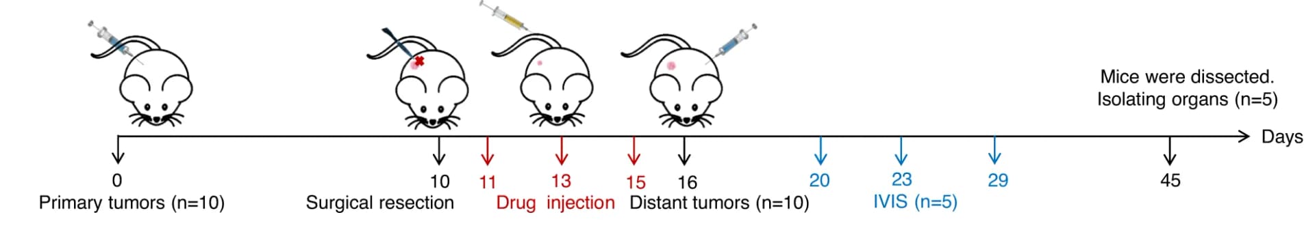 Open access visualization of Workflow, Tumor recurrence, Metastasis, Biomineralized microbial nanocomposite, TC-1-hCD46 xenograft