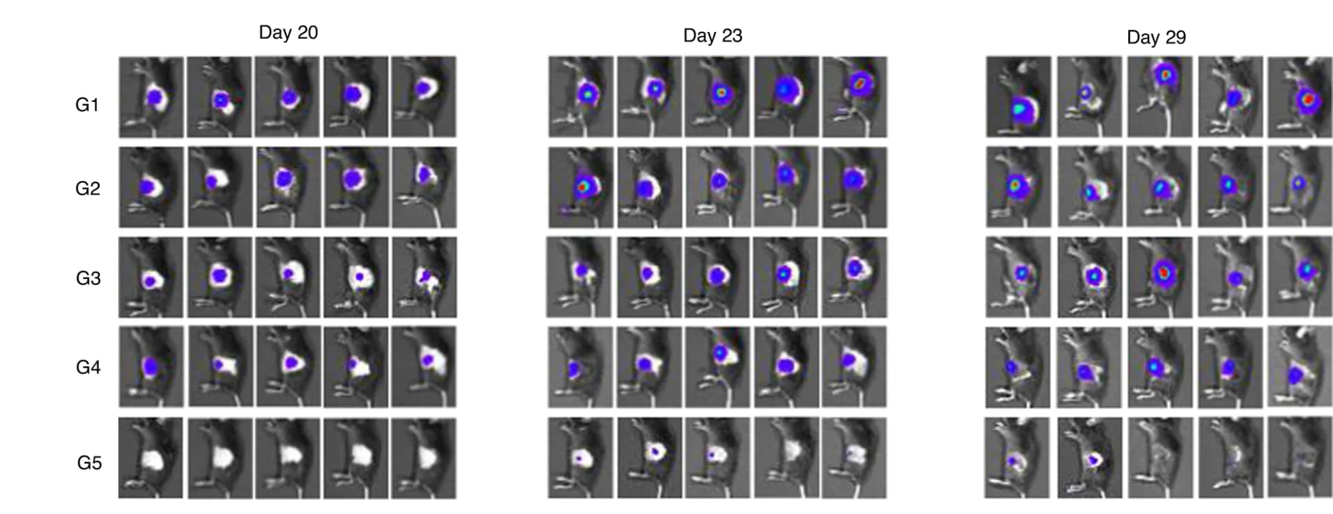 Open access visualization of Microscopy, Photo, In Vivo Bioluminescence Imaging, Tumor Metastasis, Mice
