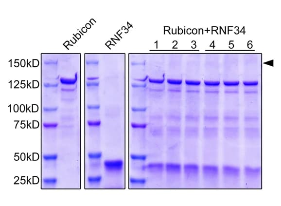 Open access visualization of Gel, Rubicon, RNF34, Co-incubation, SDS-PAGE