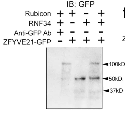 Open access visualization of Gel, ZFYVE21-GFP, Rubicon, RNF34, Protein Interaction