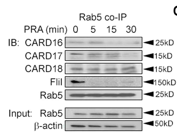 Open access visualization of Gel, HUVECs, PRA, Rab5 Pulldowns, Western Blot