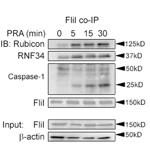 Open access visualization of Gel, HUVECs, PRA, FliI, Pulldowns