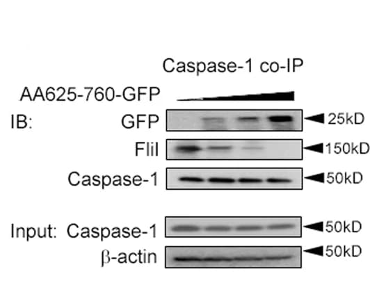 Open access visualization of Gel, HUVECs, Transfection, Plasmid, Rubicon